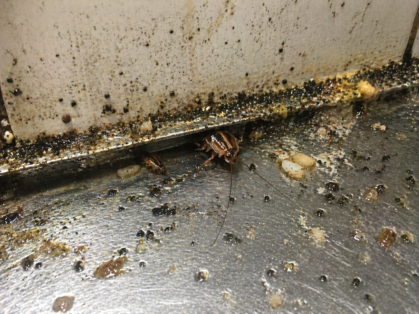 餐廳廚房縫隙蟑螂入侵實況